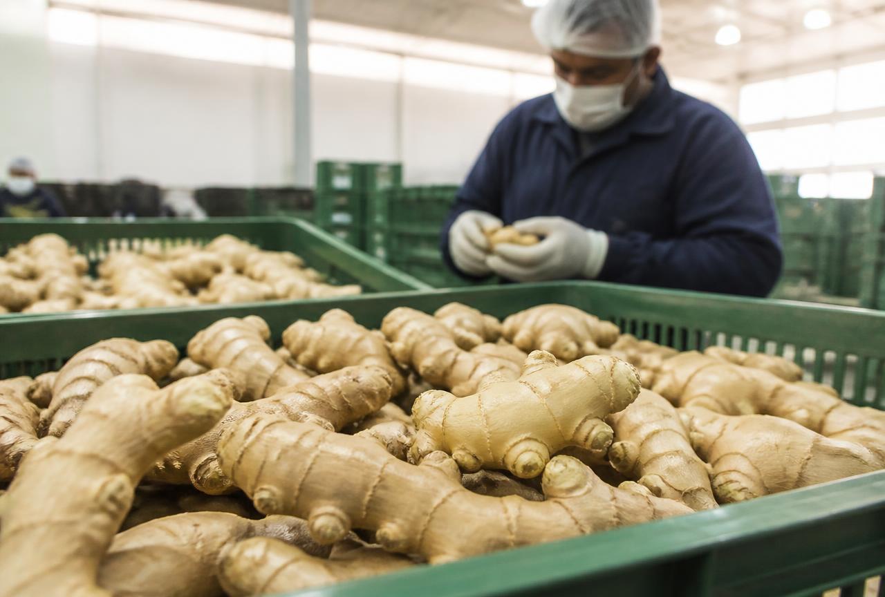 Brazilian ginger for export