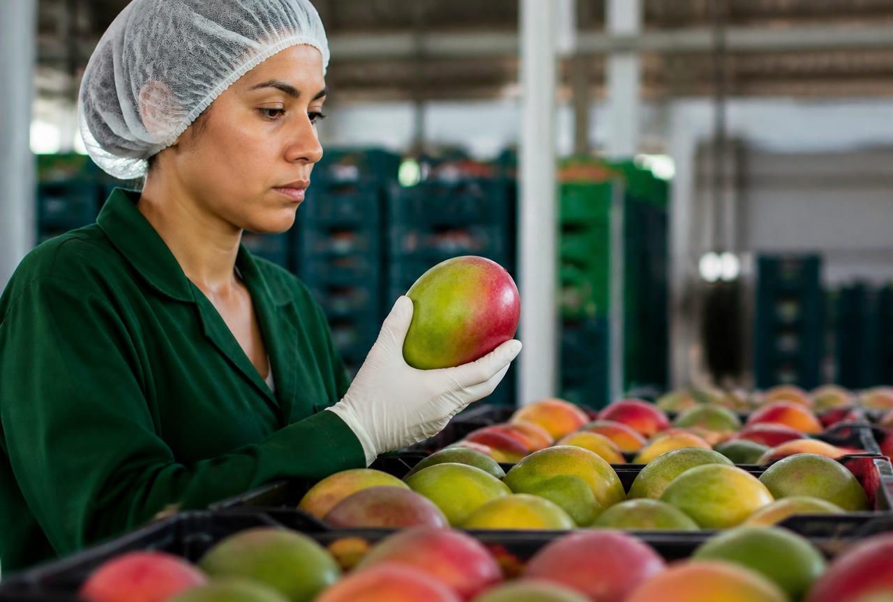 Brazilian mango for export